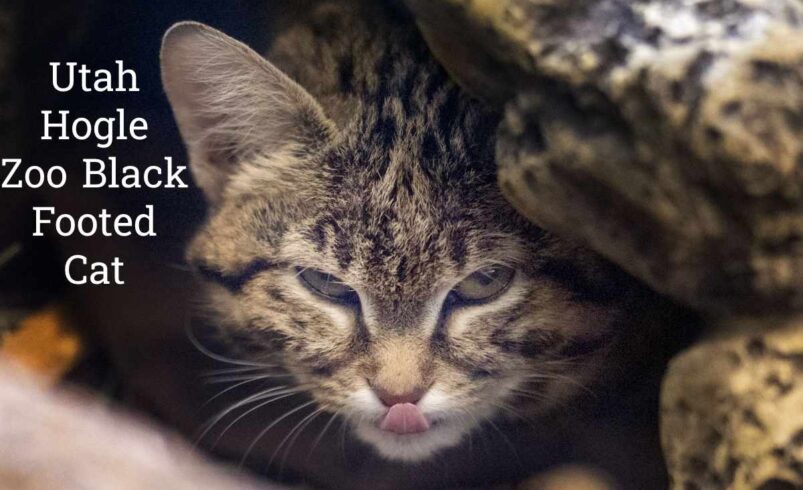 Utah’s Hogle Zoo: Home to the Elusive Black-Footed Cat