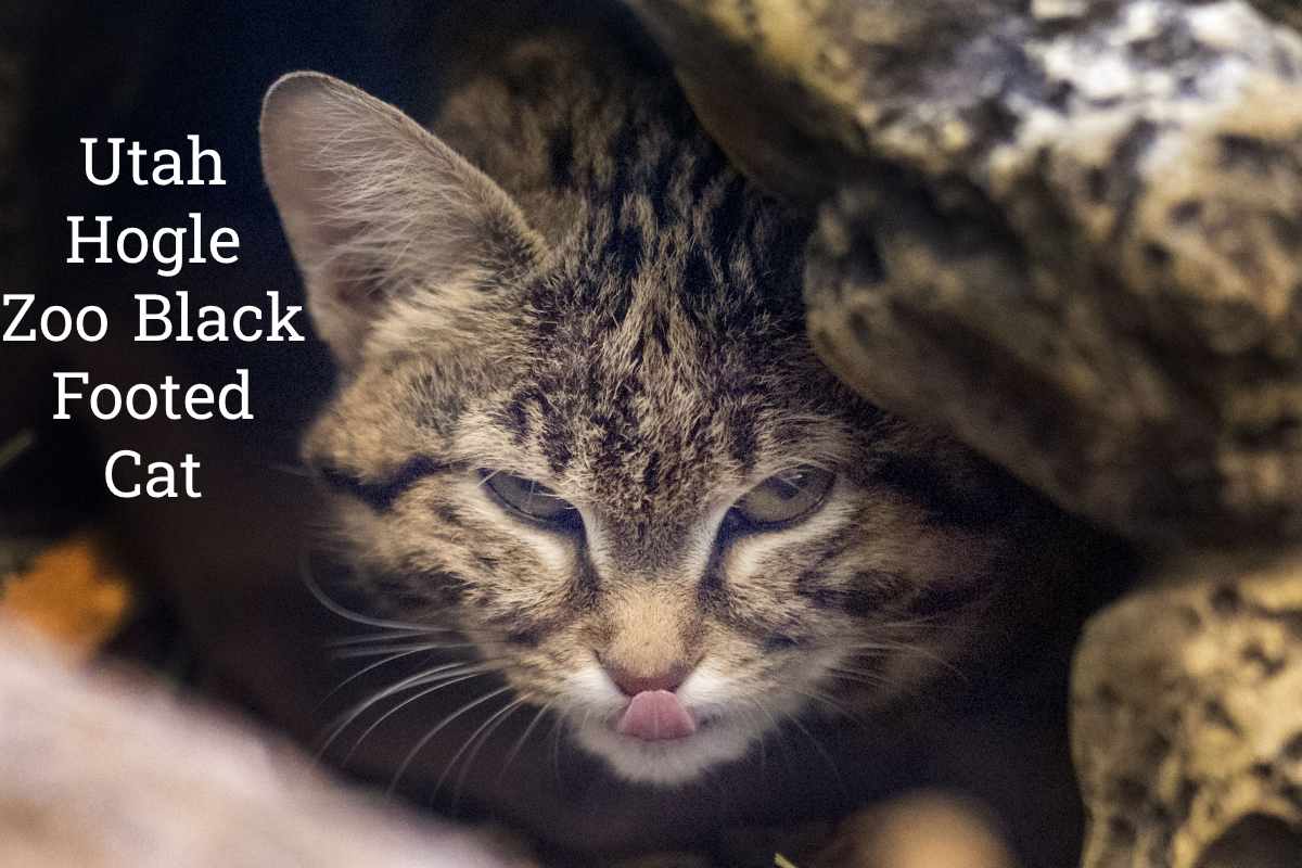 Utah’s Hogle Zoo: Home to the Elusive Black-Footed Cat